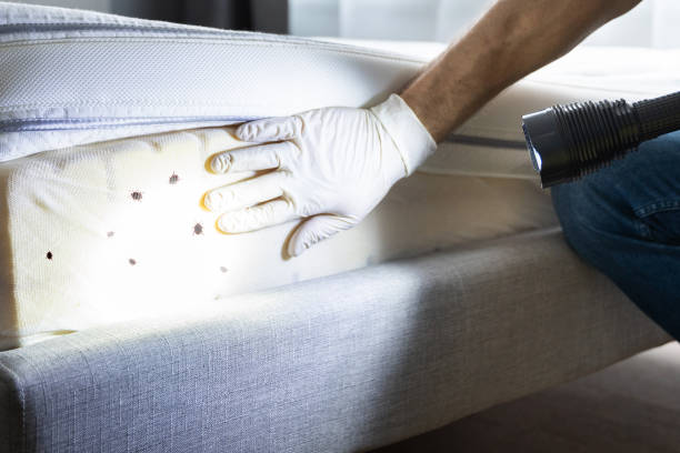 Best Local Pest Control Services  in Lawrence, KS